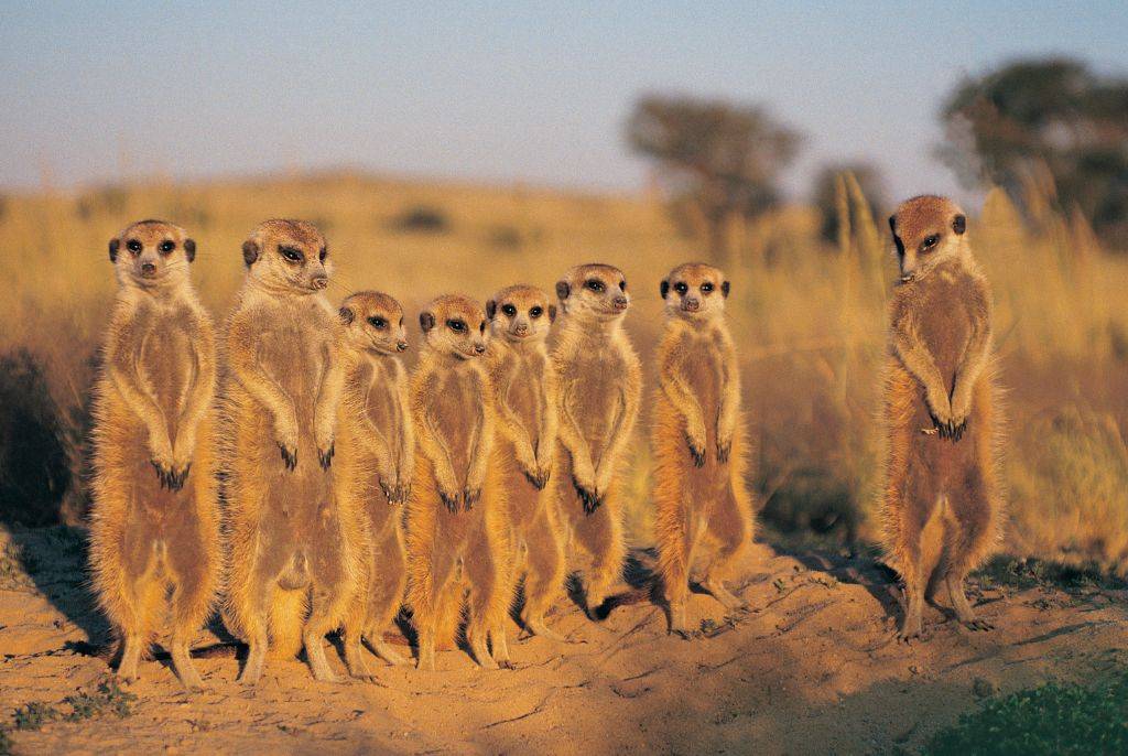 Les plus beaux parcs pour un safari inoubliable en Namibie